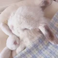 芝士小奶兔