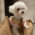 小金呀🌷