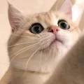 Zhulia