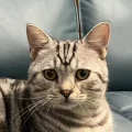 黄怀霆