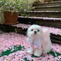 葡萄脆脆冰