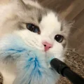 枫柏树下的猫