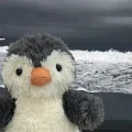 Hikoy-