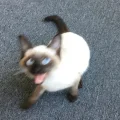 查查丸子