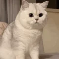 莓色日记💐