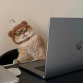 老黑不黑