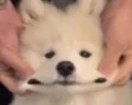 滴滴滴笛