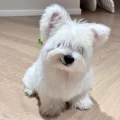海牙维斯比