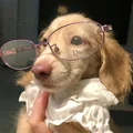 花花发财记