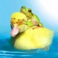 小魔旦🥚