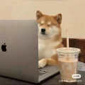 胖胖同学