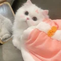甜心粉耳喵