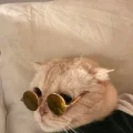 夜半清晨