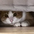猪精女孩alice