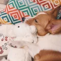 三季虫儿_