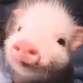 快乐小猪从不吃食堂