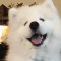 Maggie今天又买了吗！