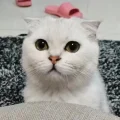 脚板菇凉的家