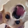 月半卢娜