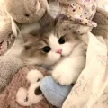 深夜猫食堂