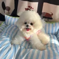 瑞雪不emo