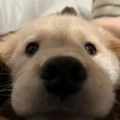 恋爱脑乐乐
