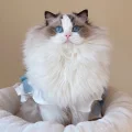 FairyElf姥姥的小猪喵