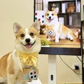 甜心汤圆