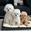 小狗佩奇乔治