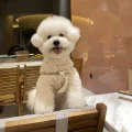 比熊Lucky