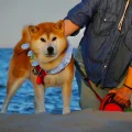柴犬游小铁是个淘气包