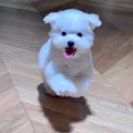 是福福宝吖