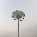 彭菌可言