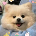南瓜的🏠
