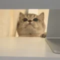 咻咻崽汁