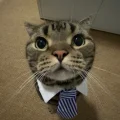 福福本猫