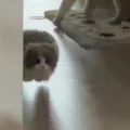 吞吞知道了