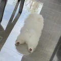 请给我一个蛋挞