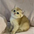 安东尼有只猫