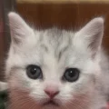 小老虎是只猫咪咪