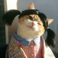 热心猫女士