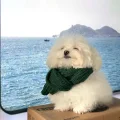猪宝崽