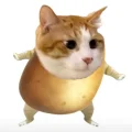 土豆坨子