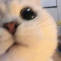 三只松猫