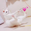 喵寧醬