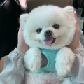 玉米q