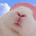 冰澈大人