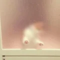 Mili周末去哪儿