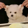 嘎嘎嘎cc