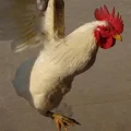 刘姆雷特